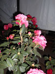 茶花