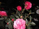 茶花