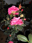 茶花