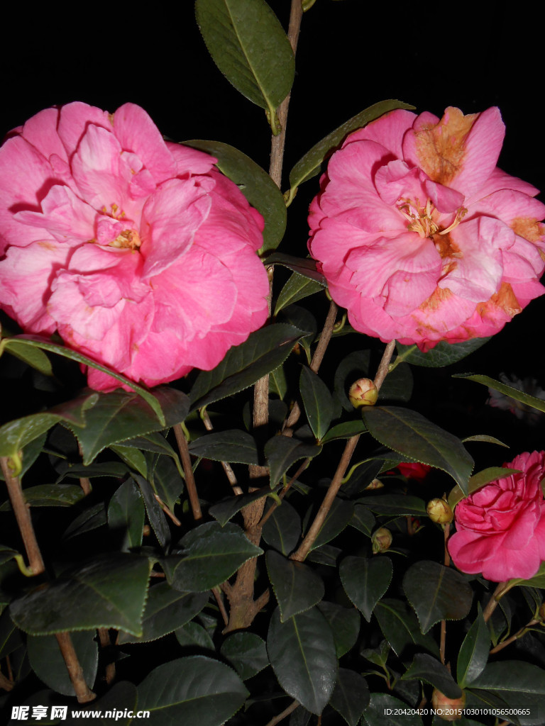 茶花