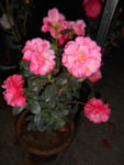 茶花