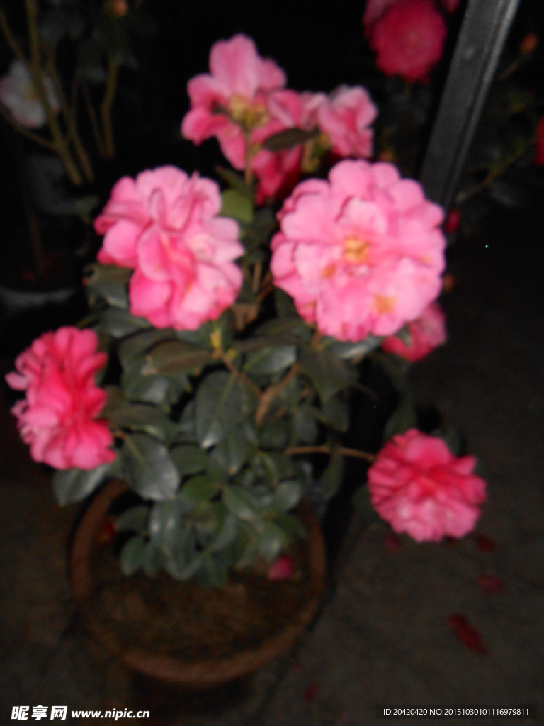 茶花