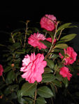 茶花