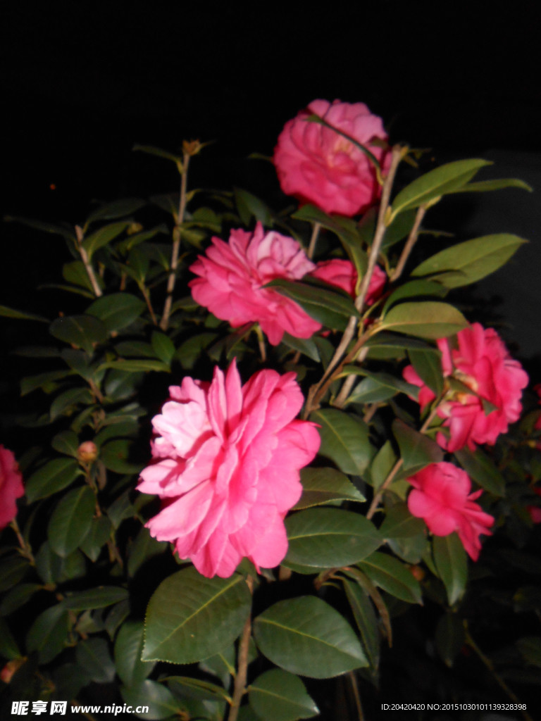 茶花