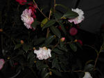 茶花