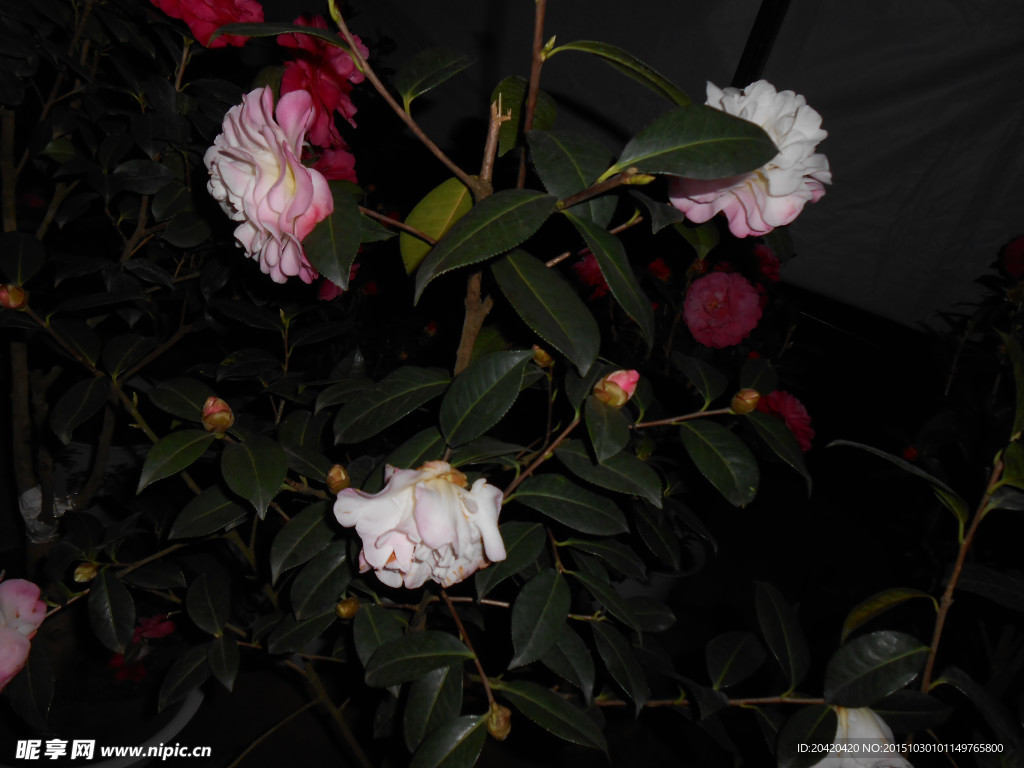 茶花
