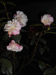 茶花