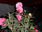 茶花