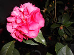 茶花