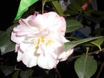 茶花