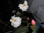 茶花