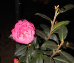 茶花