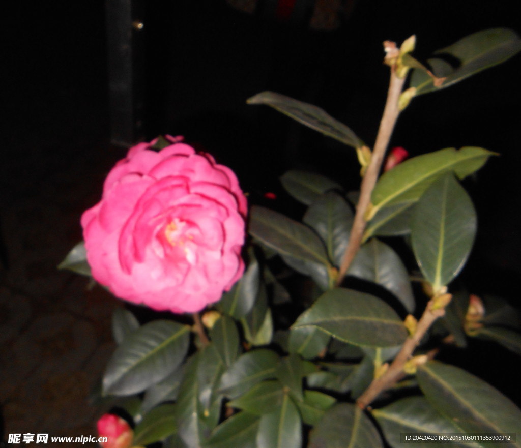 茶花