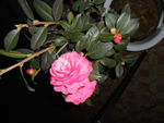 茶花