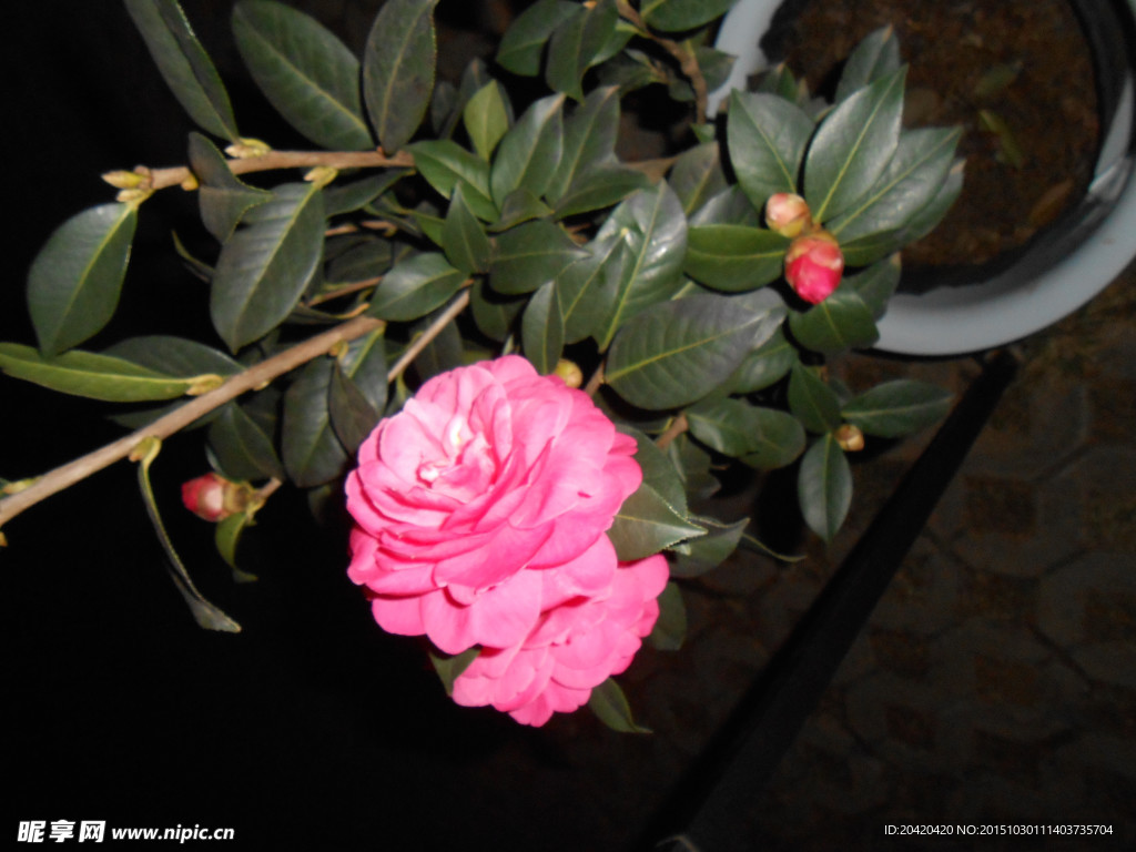 茶花
