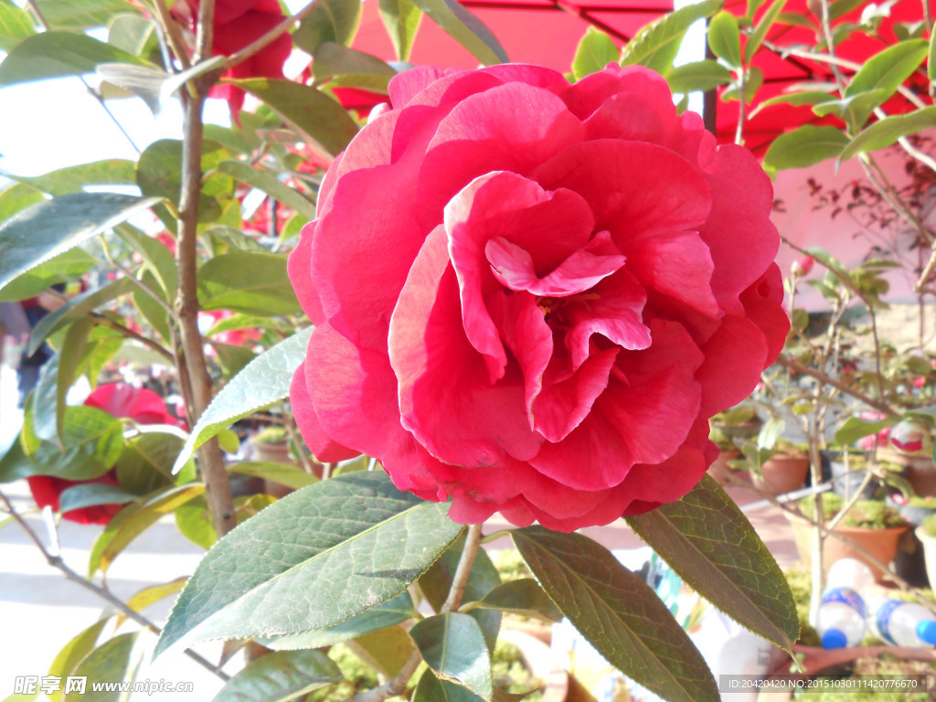 茶花