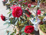 茶花