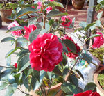茶花