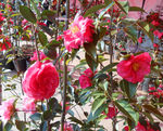 茶花