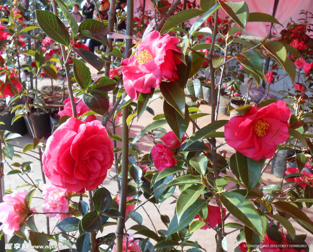 茶花