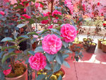 茶花