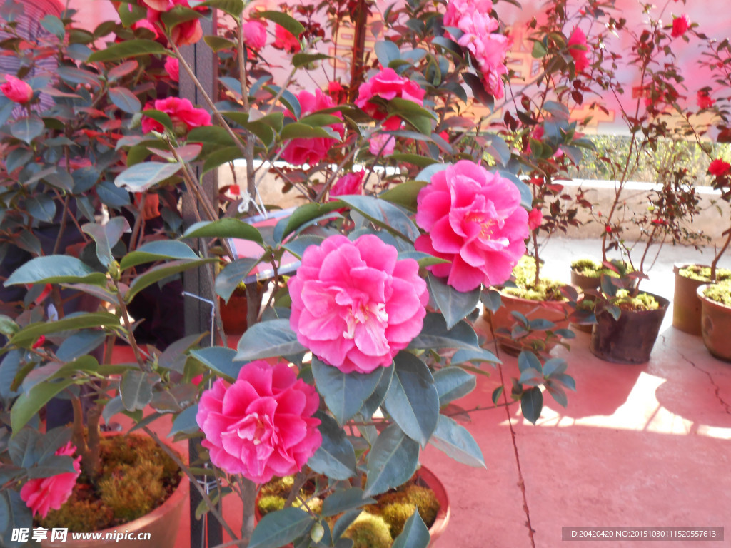 茶花