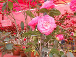 茶花
