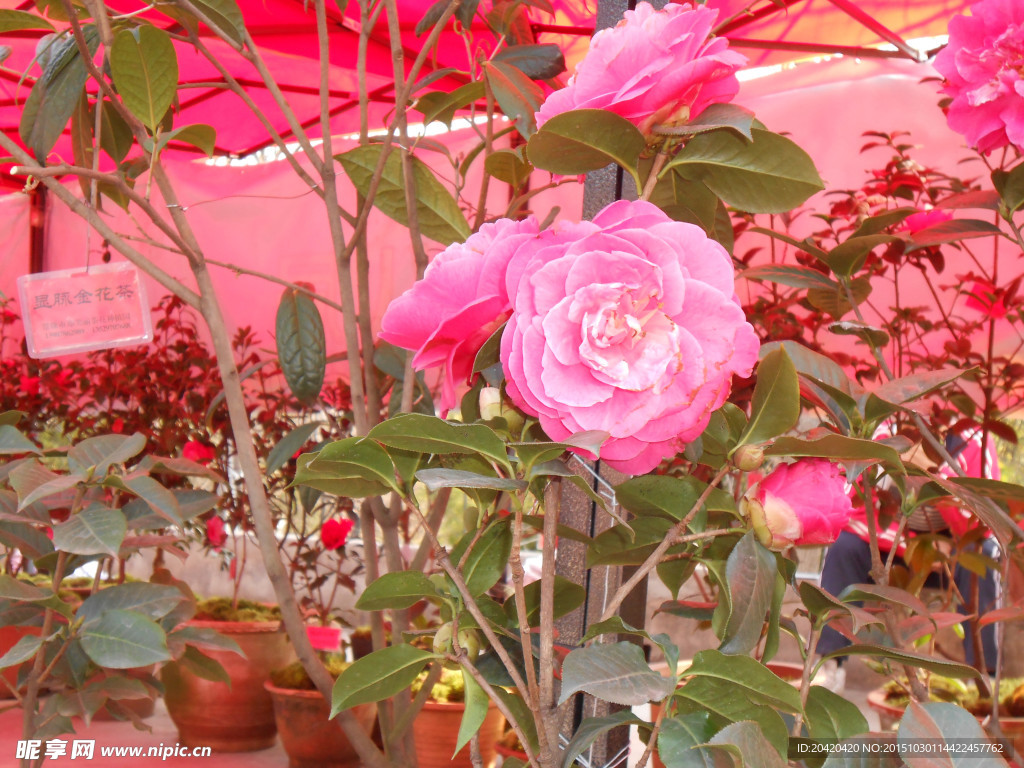 茶花