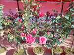 茶花