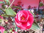 茶花