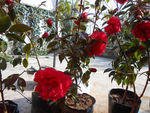 茶花
