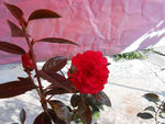 茶花