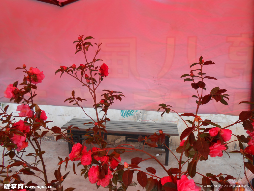 茶花