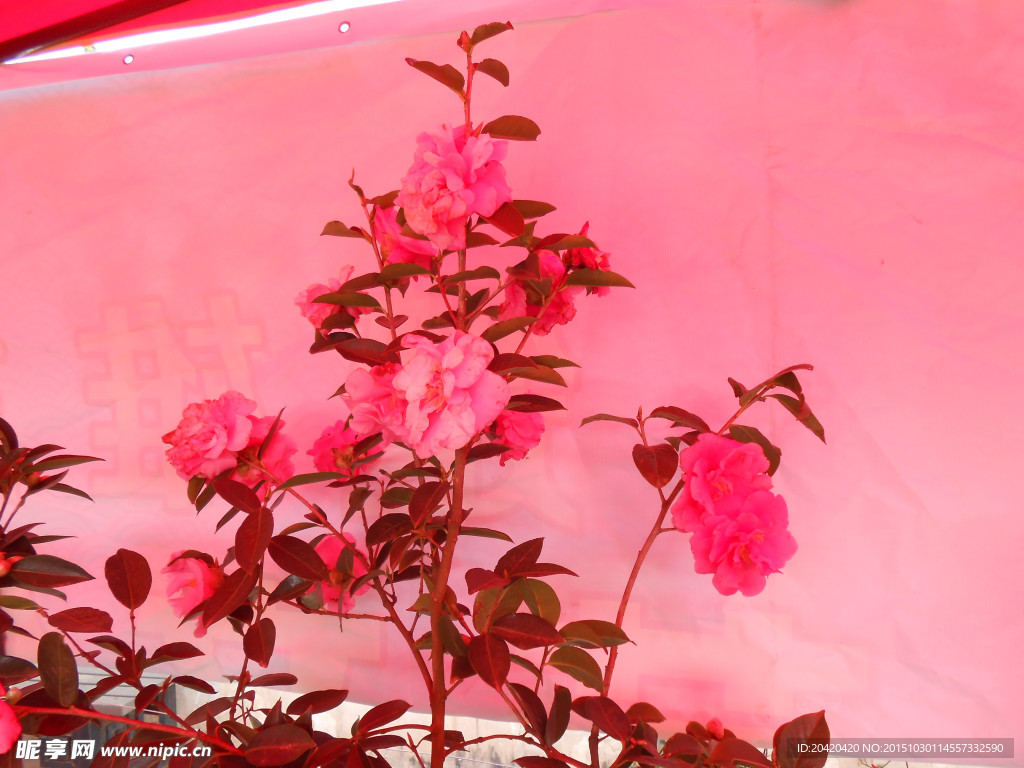 茶花