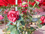 茶花