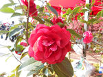 茶花