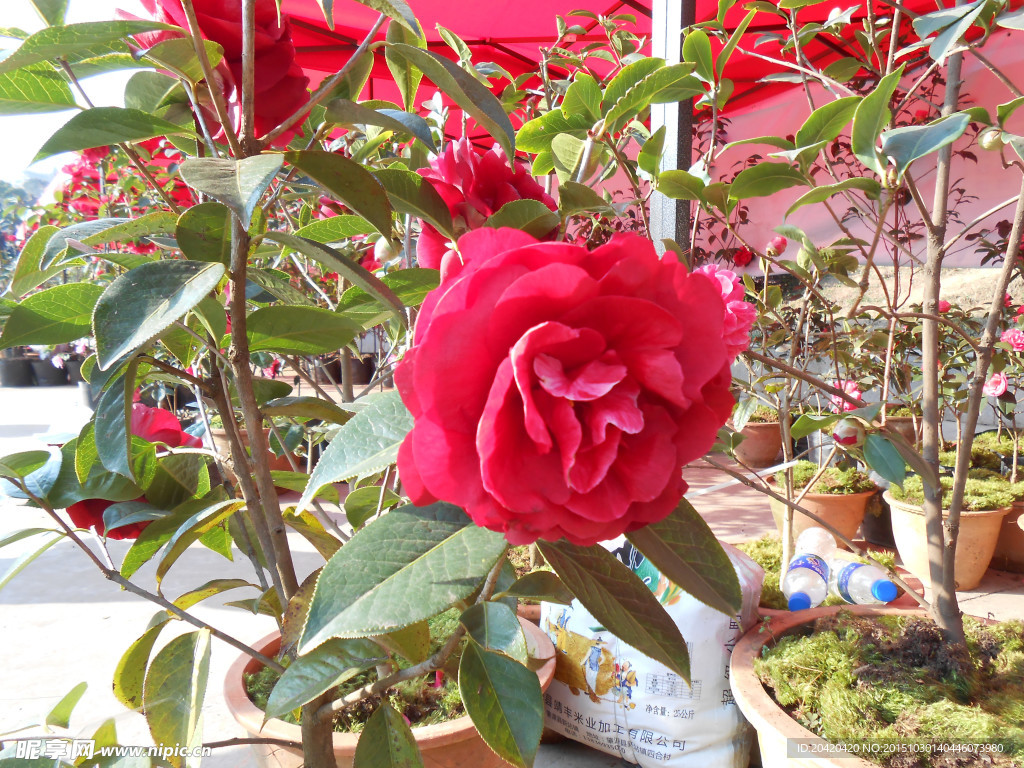 茶花
