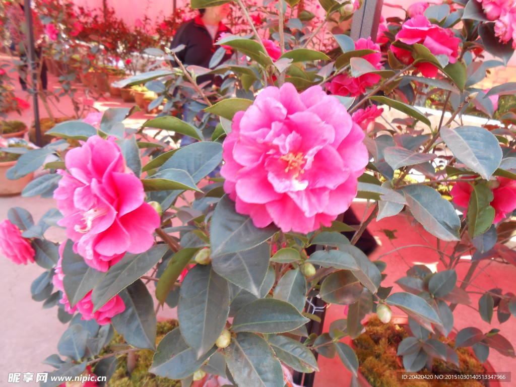 茶花