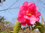 茶花