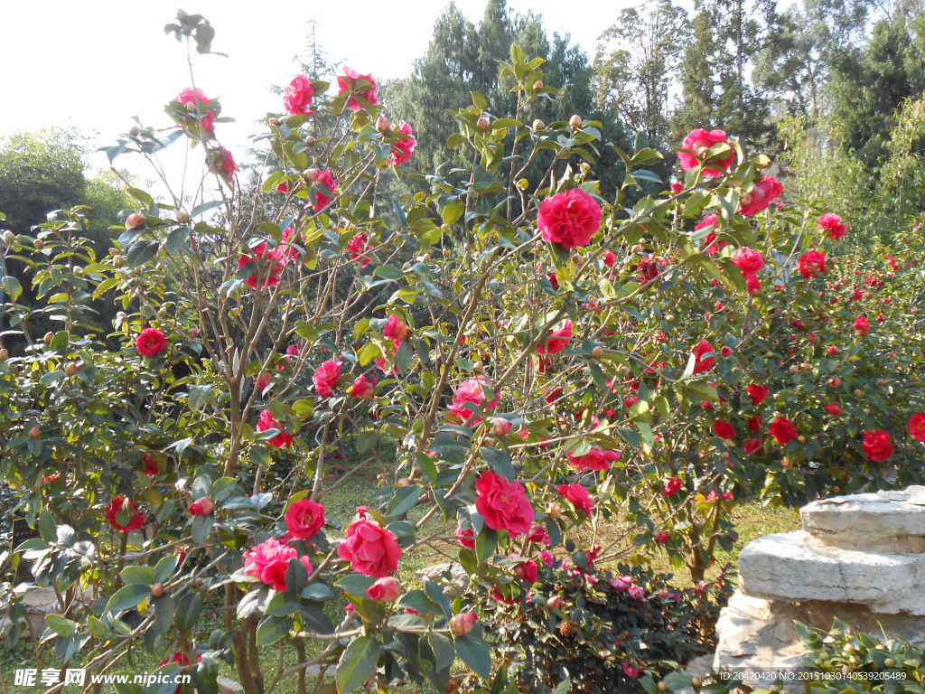 茶花