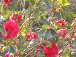 茶花