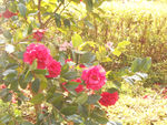 茶花