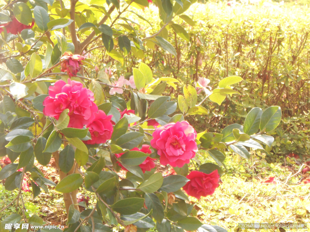 茶花