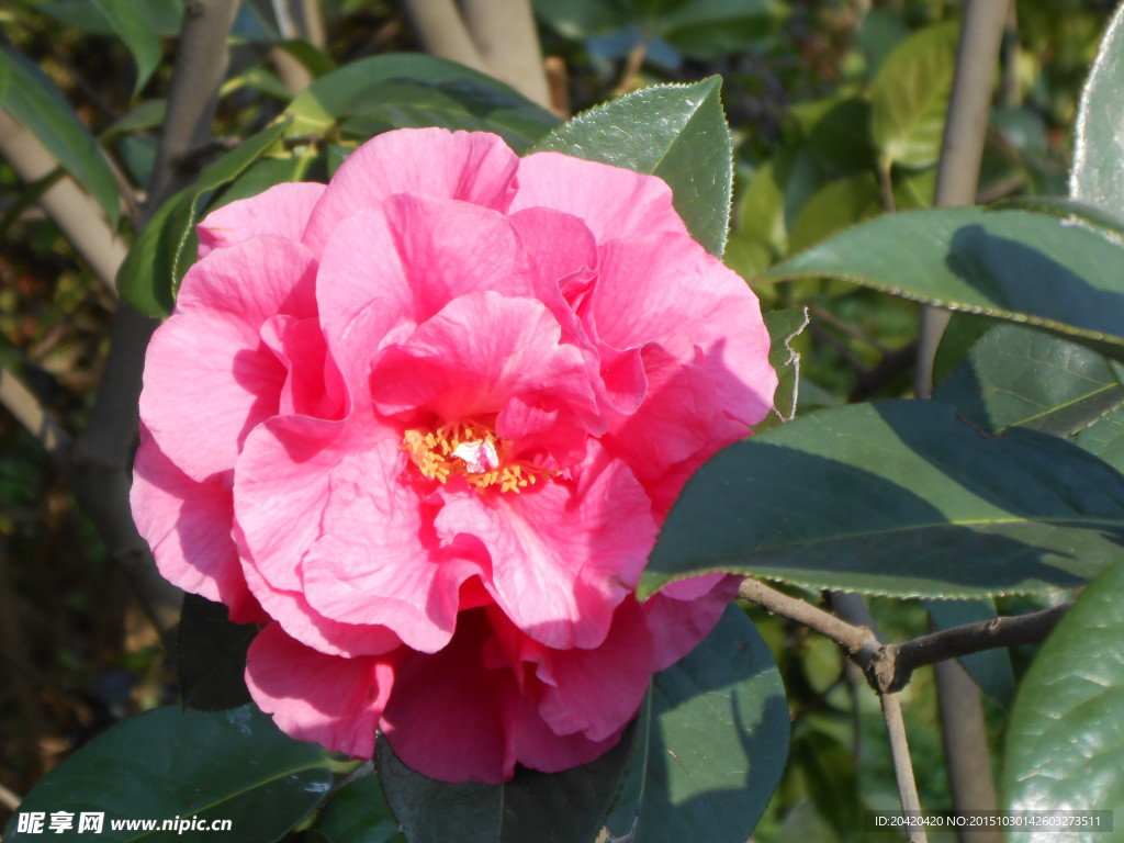 茶花