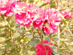 茶花