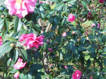 茶花