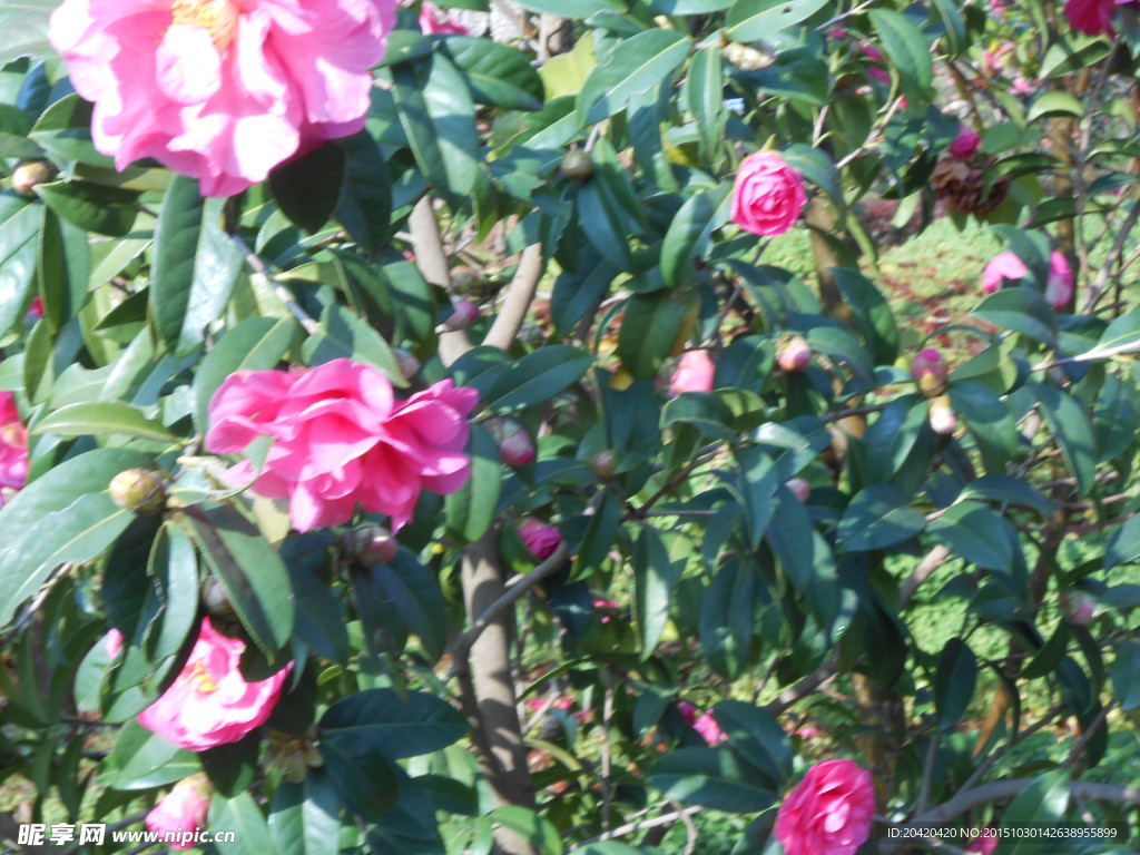 茶花