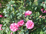 茶花