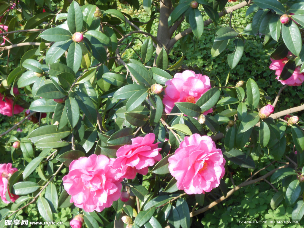 茶花