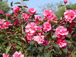 茶花